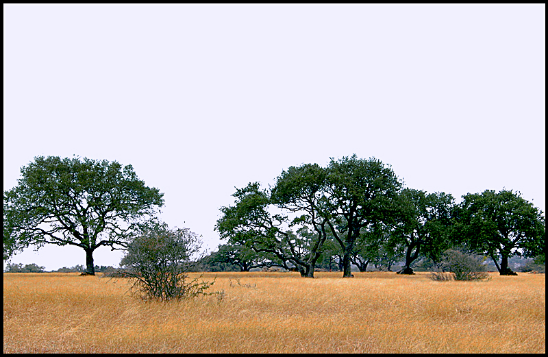 winter-grass-4