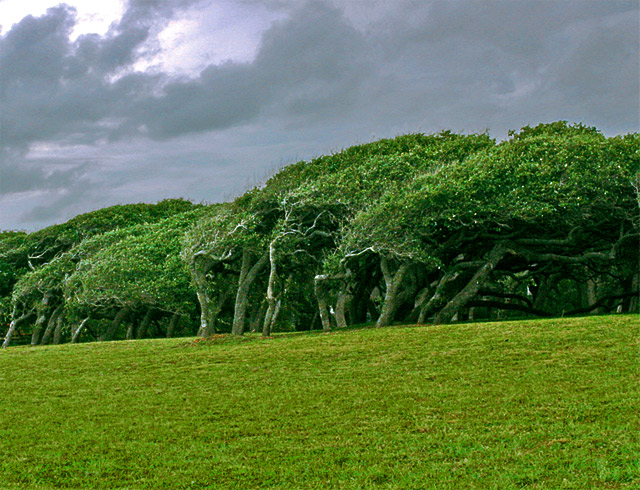 Windblown