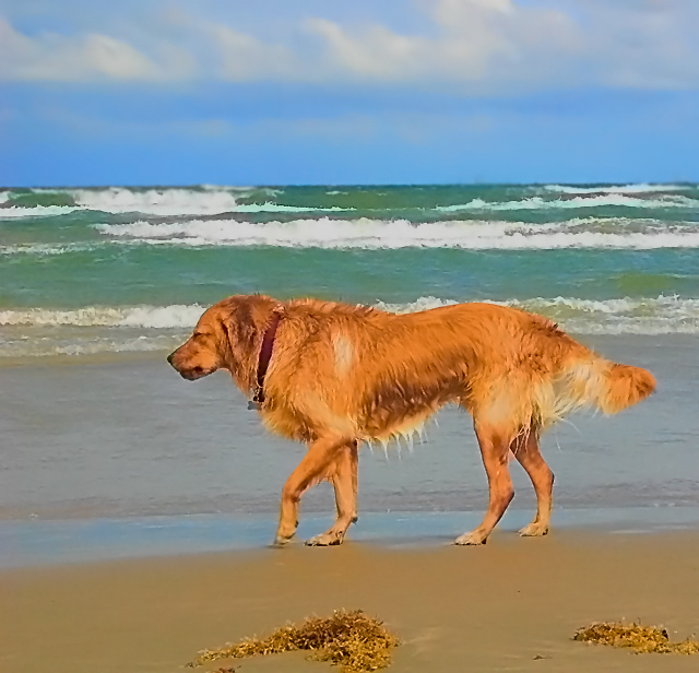 Dakota's 1st Ocean Swim