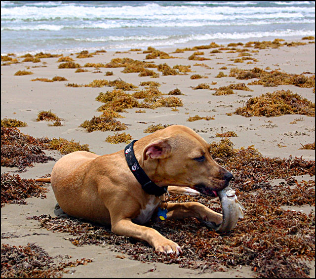 Fresh Catch