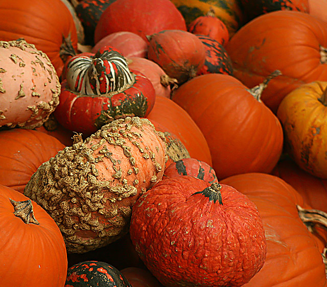 Pumpkin Harvest