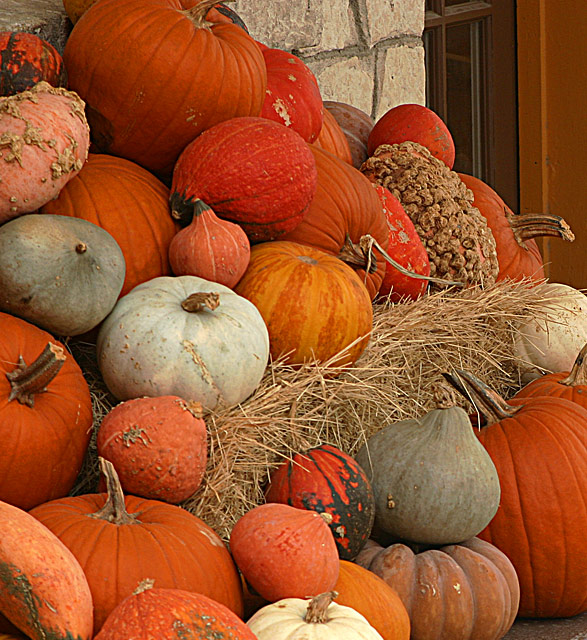 Pumpkin heap