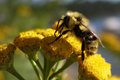 Pollenating Bee