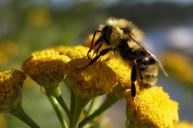 Pollenating Bee