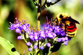 bee