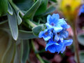 Tundra Beauty