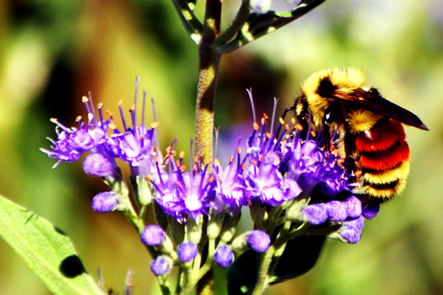 bee