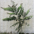 Ima Sumac