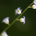 Miterwort