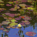 Fragrant Water Lily