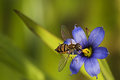 Blue-eyed Grass