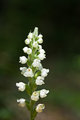 RattlesnakePlantain