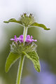 Wild Basil