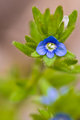Corn Speedwell