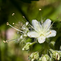 Hairy Waterleaf