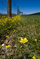 Bulbous Buttercup