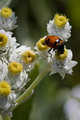 Pearly Everlasting
