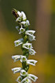 Nodding Ladies' Tresses