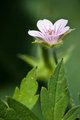 Siberian Geranium