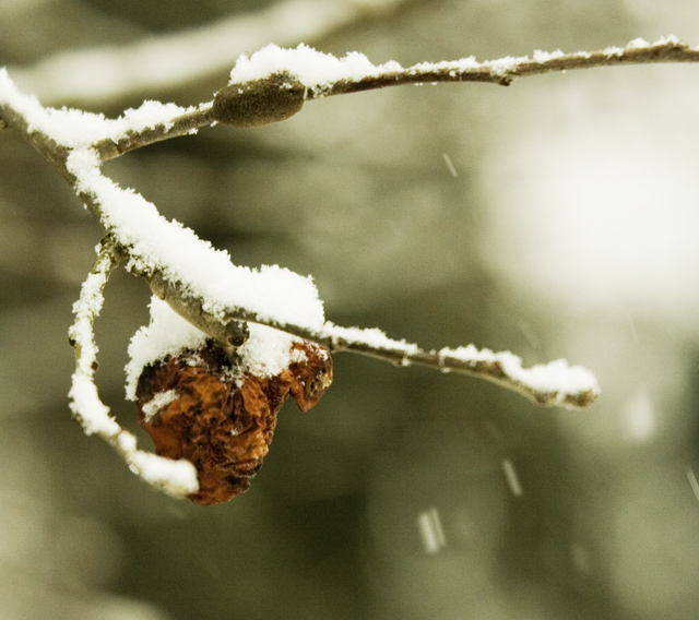 Last Apple; First Snow