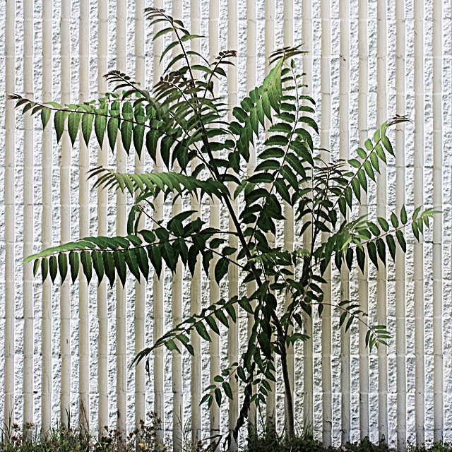 Ima Sumac