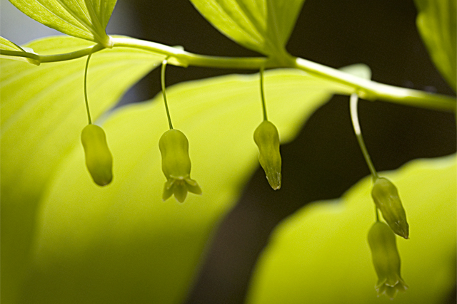 Solomon's Seal