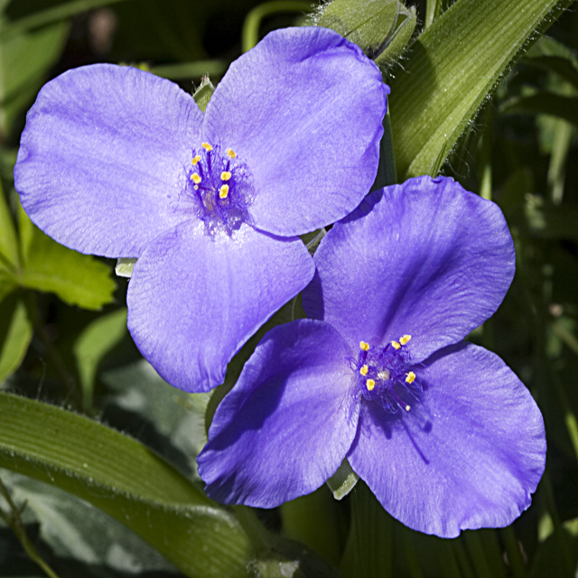 Spiderwort.