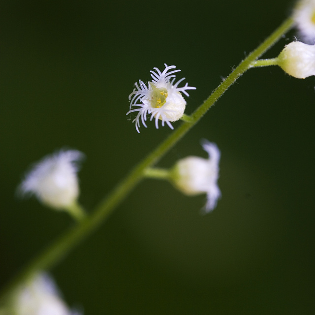 Miterwort