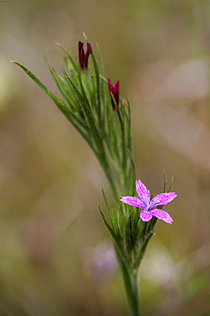 Deptford Pink