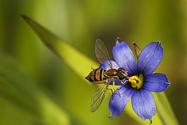 Blue-eyed Grass