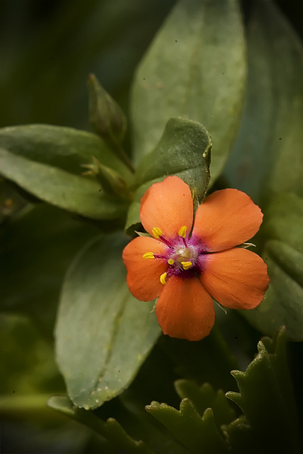 Scarlet Pimpernel