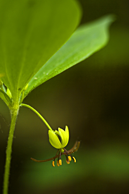 Indian Cucumber Root