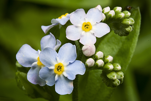 True Forget-Me-Not