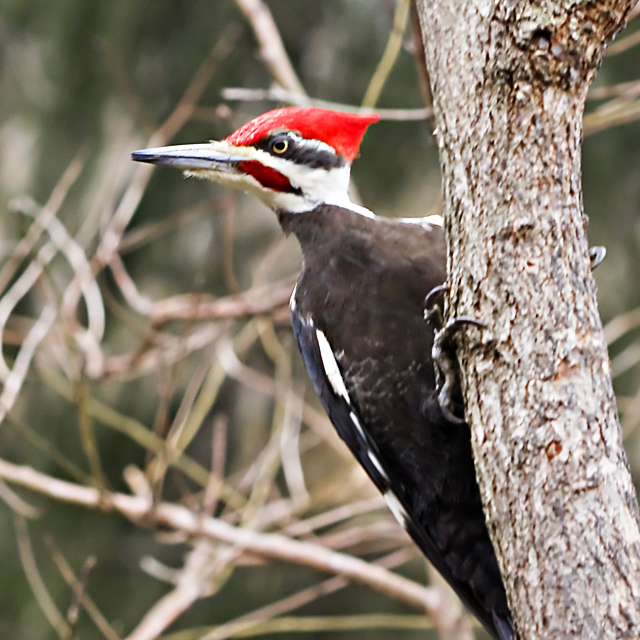 Pieated Woodpecker