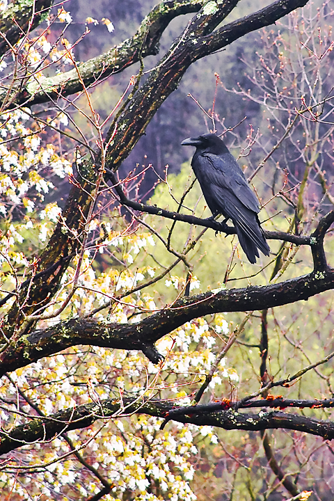 Northern Raven