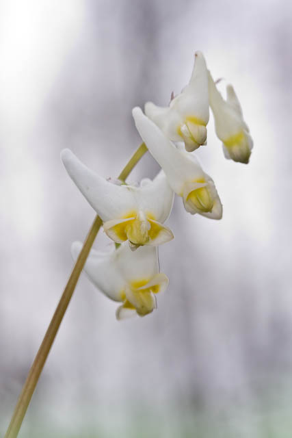 Dutchman's Breeches
