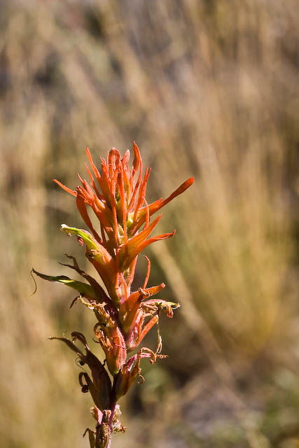 IndianPaintbrush
