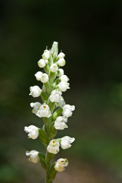 RattlesnakePlantain