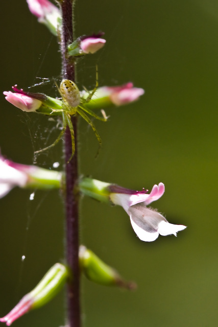 Lopseed