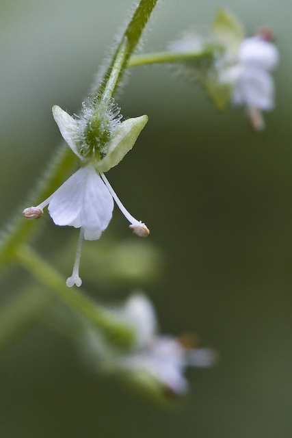 Enchanter's Nightshade