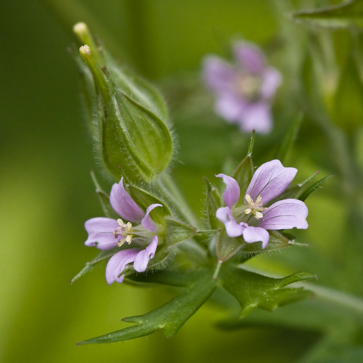 Small-flowered Cranesbill
