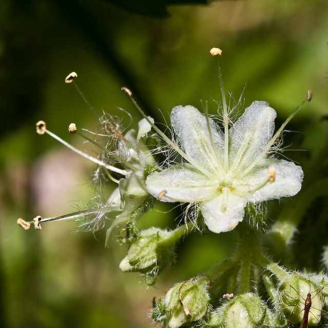 Hairy Waterleaf