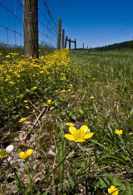 Bulbous Buttercup