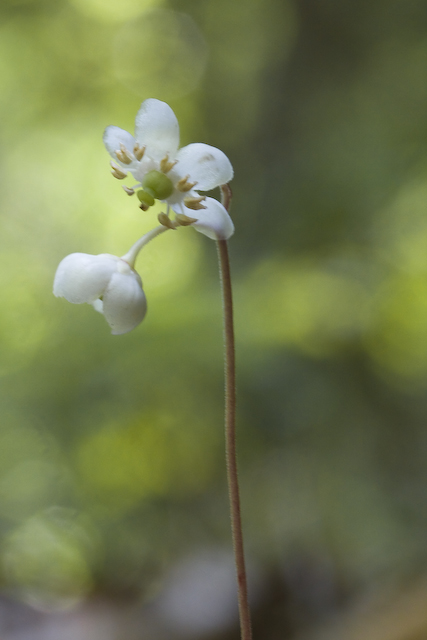 Spotted Wintergreen