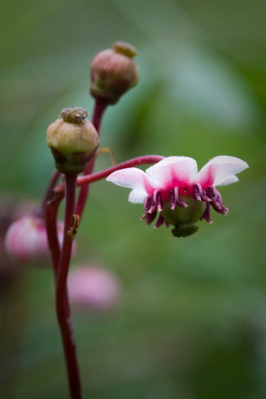Pipsissewa