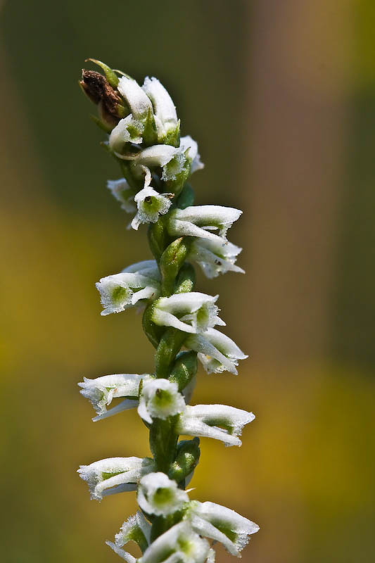 Nodding Ladies' Tresses