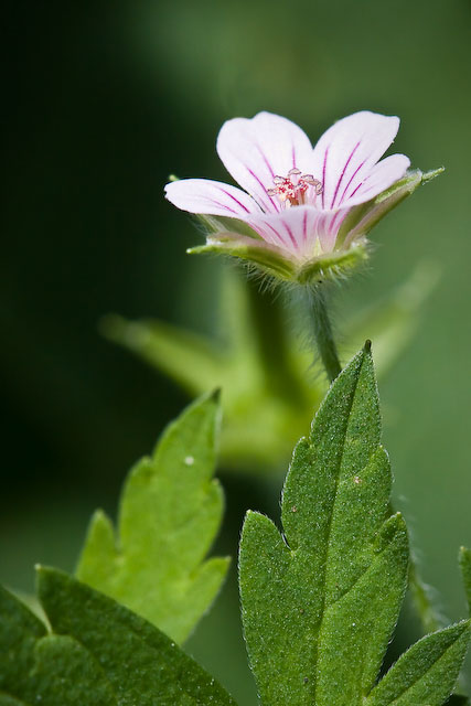 Siberian Geranium