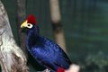 pretty bird.jpg
