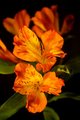 Lovely In Orange