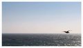 Seagull on the Horizon